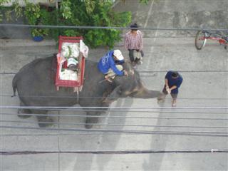 Bangkok elephant, Bangkok travel ideas says don't feed the elephant in the local Soi or face a 10,000 Baht fine.