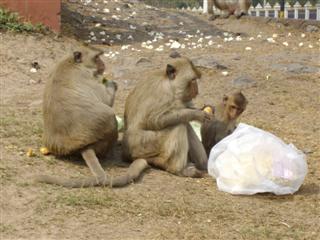 Lopburi monkey  Lopburi monkey