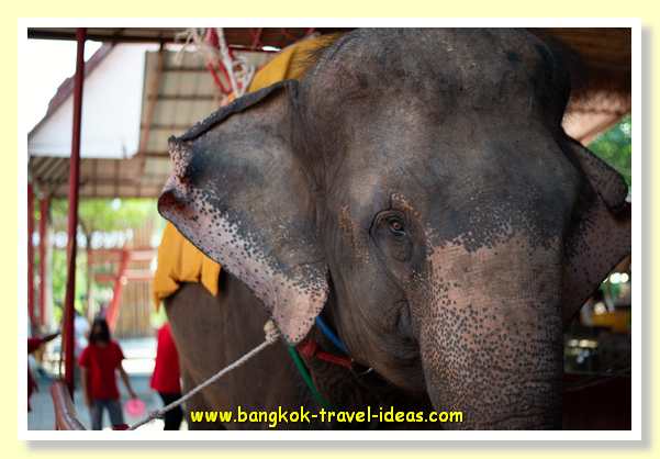 Ayutthaya-trip-bangkok-19