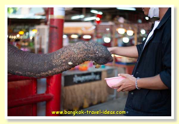 Feeding elephants in the Ayutthaya floating market Ayutthaya-trip-bangkok-20