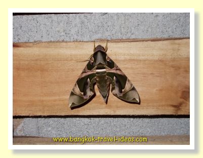 Big moth in Koh Chang Big moth in Koh Chang