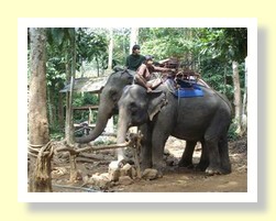 Koh Chang elephants at work Koh Chang elephants at work
