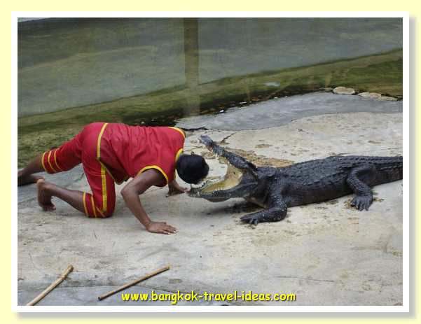 bangkok-crocodile-farm-16