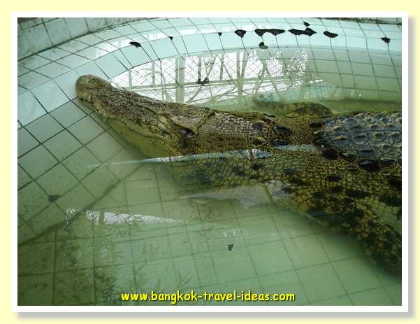 bangkok-crocodile-farm-04