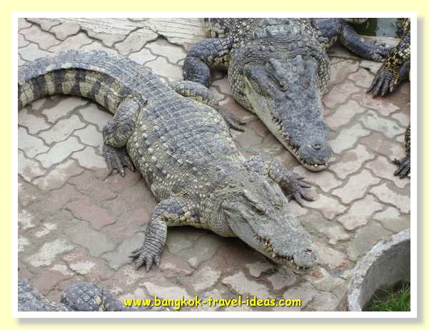 bangkok-crocodile-farm-08