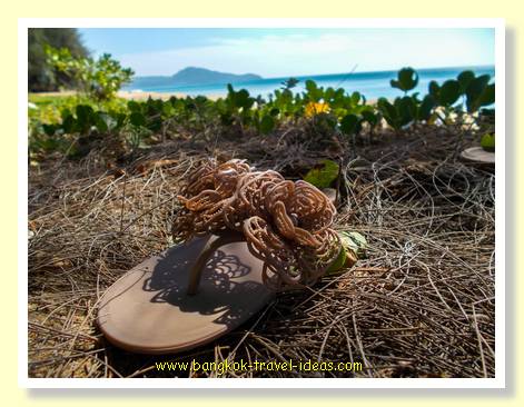 Dog ate my shoe at Mai Khao Beach Phuket