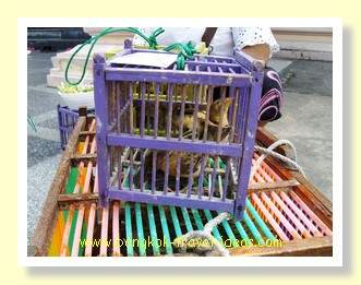 Small birds in a cage at Wat Hua Hin Small birds in a cage at Wat Hua Hin