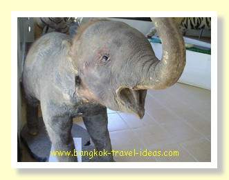 Stuffed Asian elephant Stuffed Asian elephant