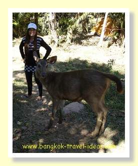 Two deer in the Khao Yai National Park Two deer in the Khao Yai National Park