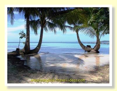 Interesting palm trees on Koh Kood Interesting palm trees on Koh Kood