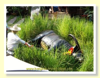 Buffalo got sick, send some money Buffalo got sick, send some money