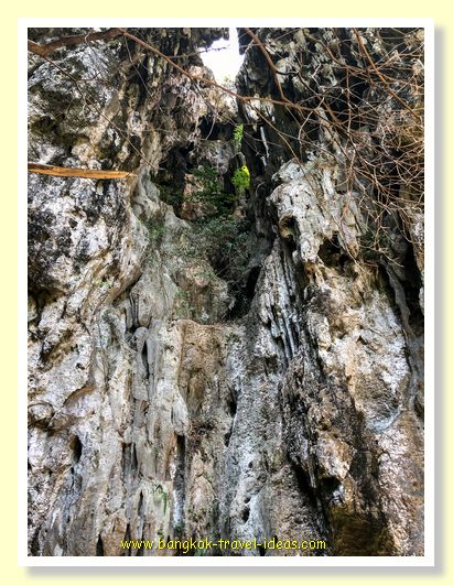 Vines of Phraya Nakhon cave Vines of Phraya Nakhon cave