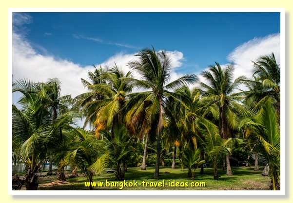 Palm trees in Suan Luang rama-9-park-03
