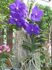 Thai orchid at Regent Suvarnabhumi Airport Hotel Thai orchid at Regent Suvarnabhumi Airport Hotel